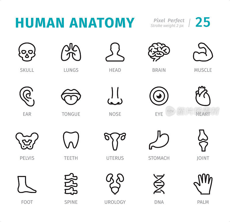 Human Anatomy - Pixel Perfect line icons with captions